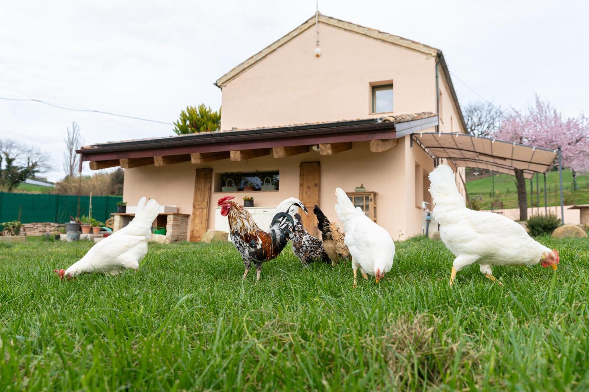 B&B Le Rondini Ostra Senigallia Casine  Exteriör bild